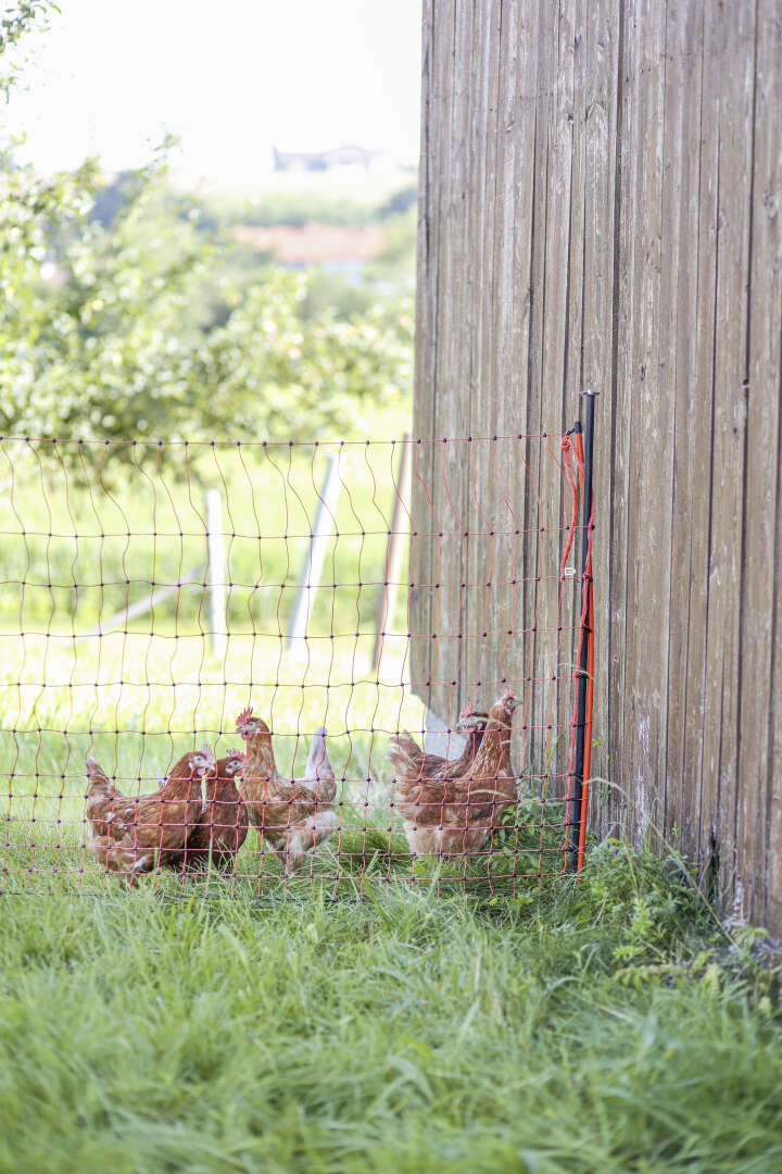 AKO Unterstützungspfahl für Weidenetze